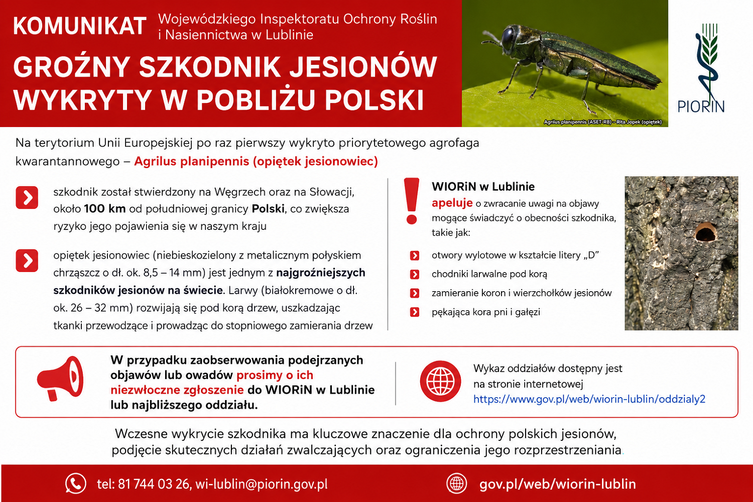 Groźny szkodnik jesionów wykryty blisko granic Polski